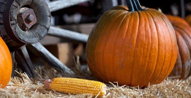 Pumpkin and corn cob on hay