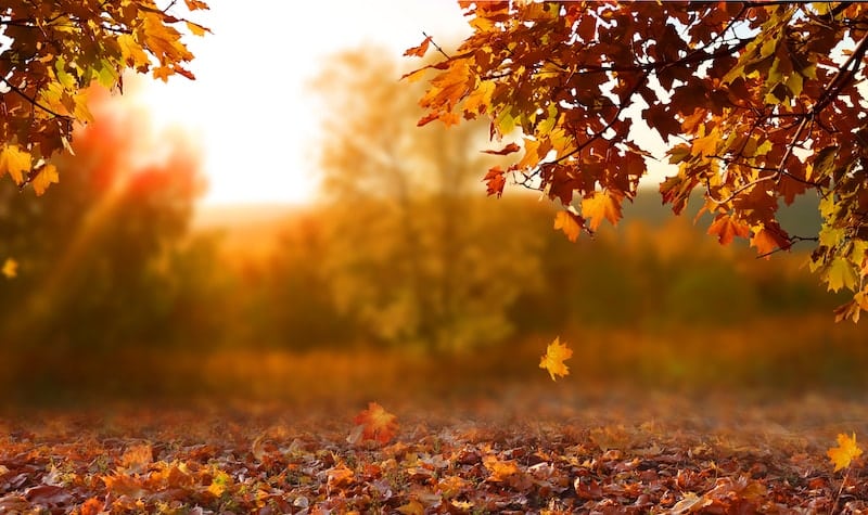 Sunset on a fall afternoon with leaves falling.